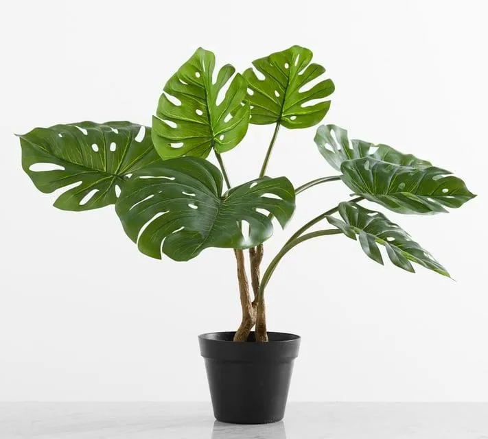 Faux Small Monstera Houseplant
