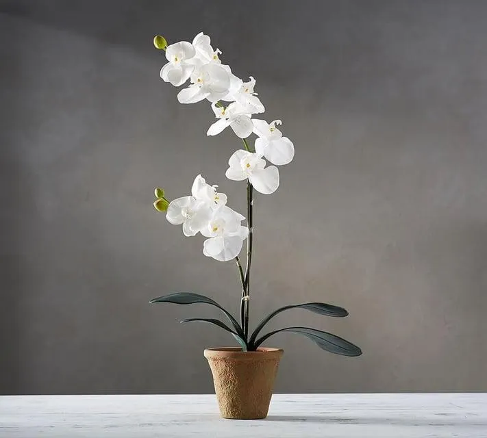 Faux Potted Orchid