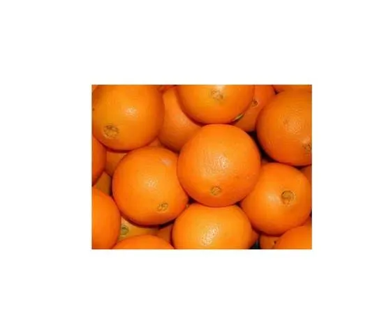 Navel Orange, Egypt