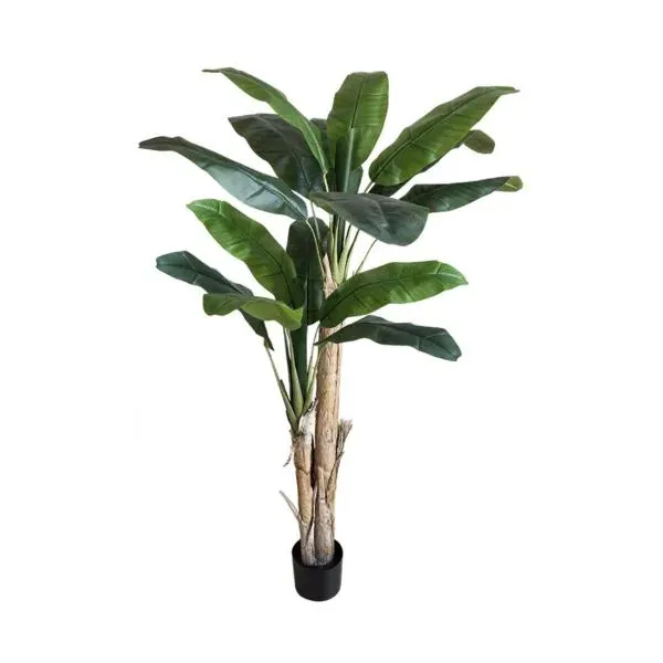 Royal Banana Tree