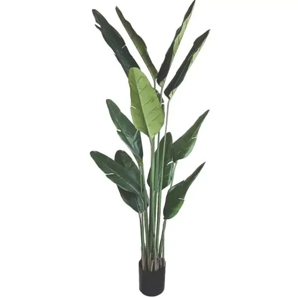 Traveller’s Palm 72″ Natural Touch Robusta Style