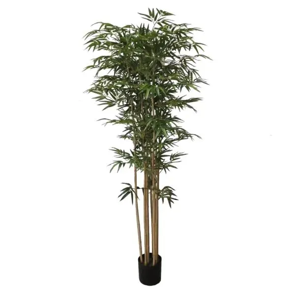 New Big Bamboo Tree 72″ Multi Bambusa Style