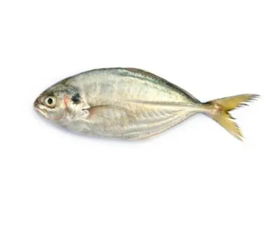 Dordoman Fish - UAE