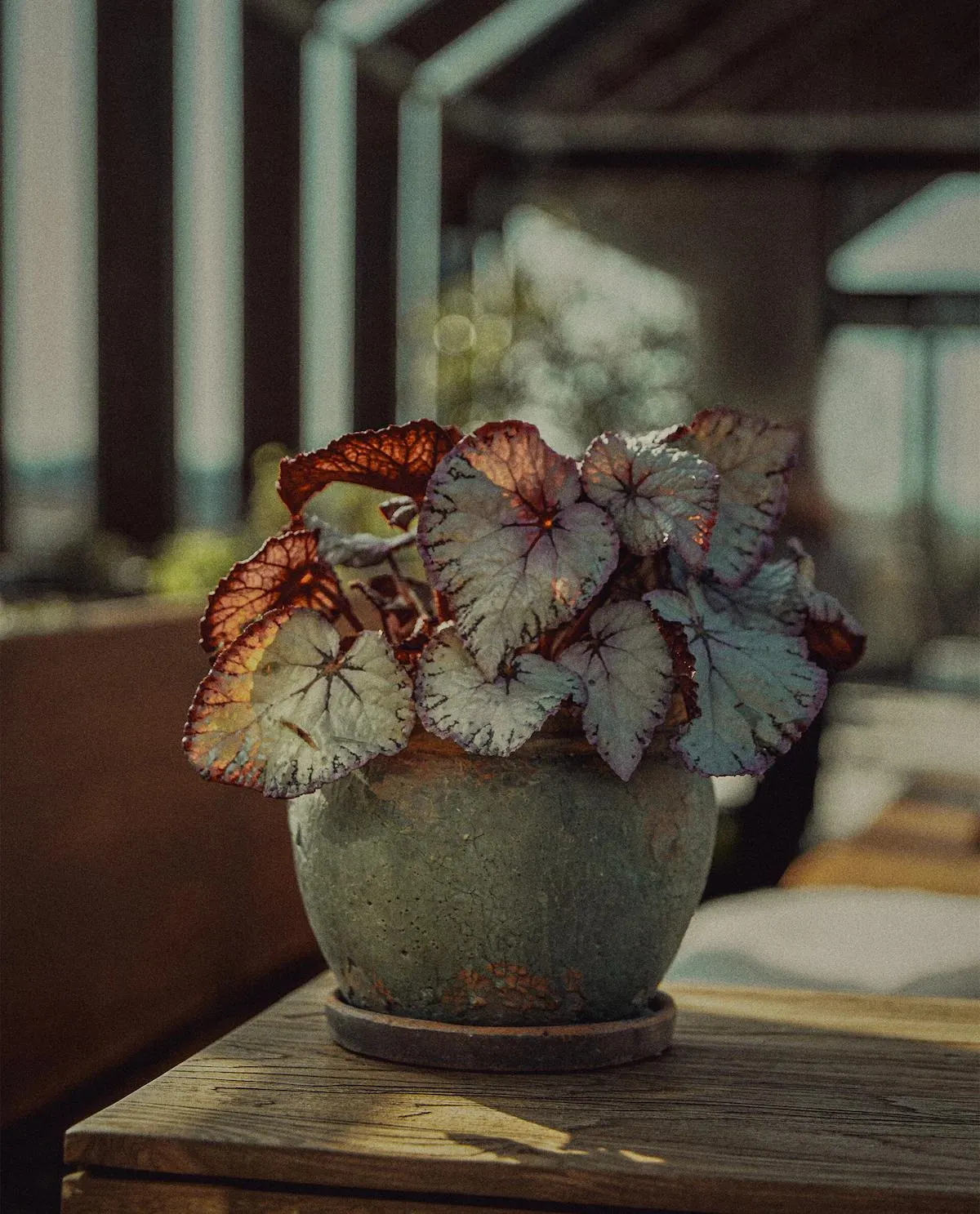 TERRACOTTA FLOWERPOT WITH SAUCER | MEDIUM