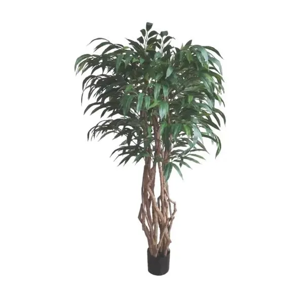 Big Weeping Ficus Tree