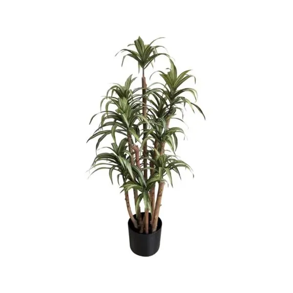 Small Dracaena Tree