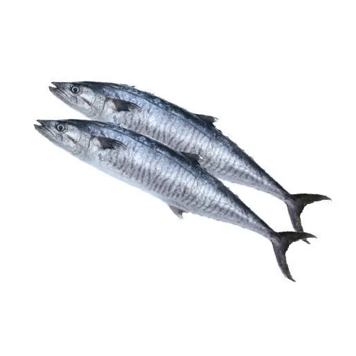 King Fish Small
