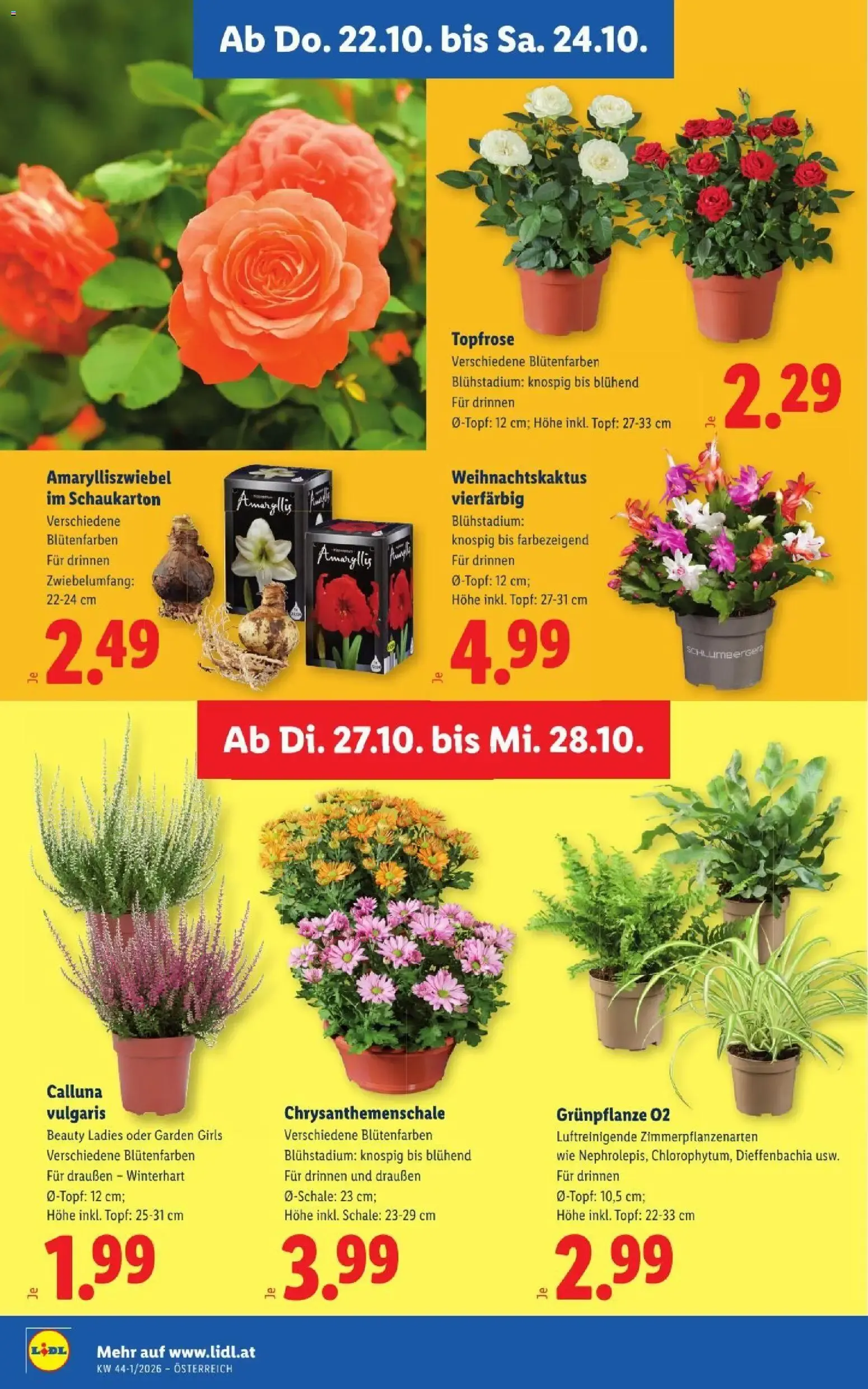 Lidl Flugblatt ab 22.10.2026 - Angebote ab donnerstag von 22. Oktober bis 24. Oktober 2026 - Flugblätt seite 32