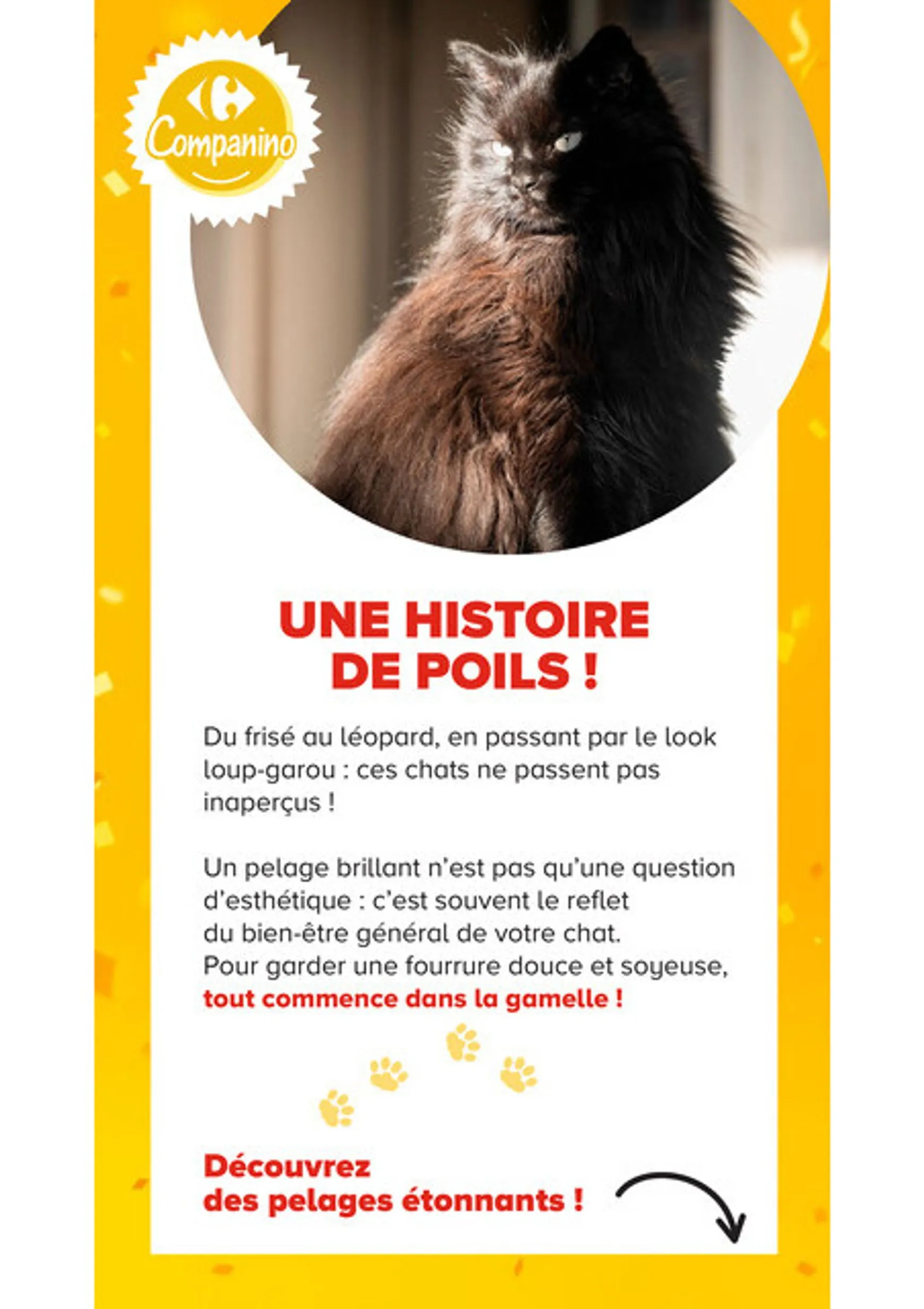 Current Carrefour Market - Découvrez la Marque Carrefour Companino leaflet valid from du mardi 04/08/2026 to du lundi 07/09/2026 du 4 août au 7 septembre 2026 - Catalogue page 17