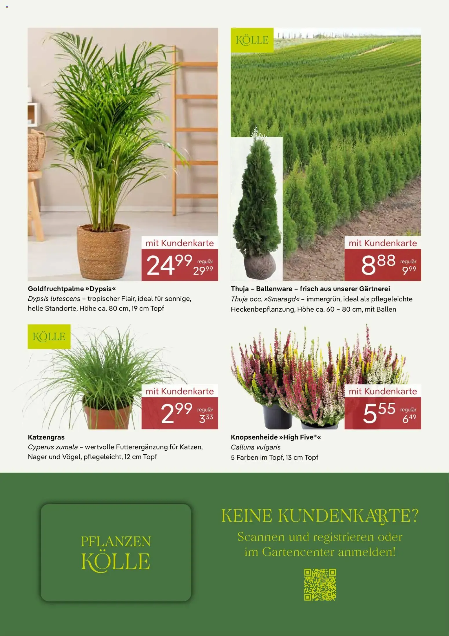 Pflanzen-Kölle Prospekt: Las mejores ofertas para el jardín von 1. September bis 30. September 2026 - Prospekt seite 3