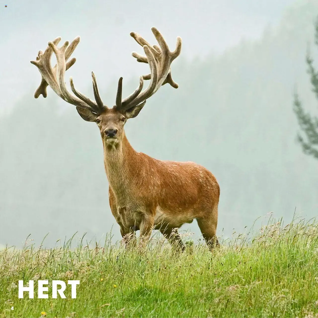 HANOS WILD VAN HET NAJAAR van 5 oktober tot 12 september 2026 - Folder pagina 4