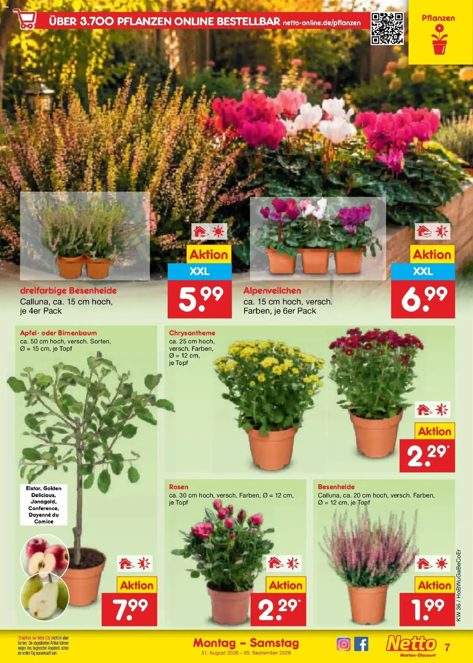 Netto Marken-Discount Prospekt Kremmen (ab 31.08.2026) » Angebote von 31. August bis 5. September 2026 - Prospekt seite 9