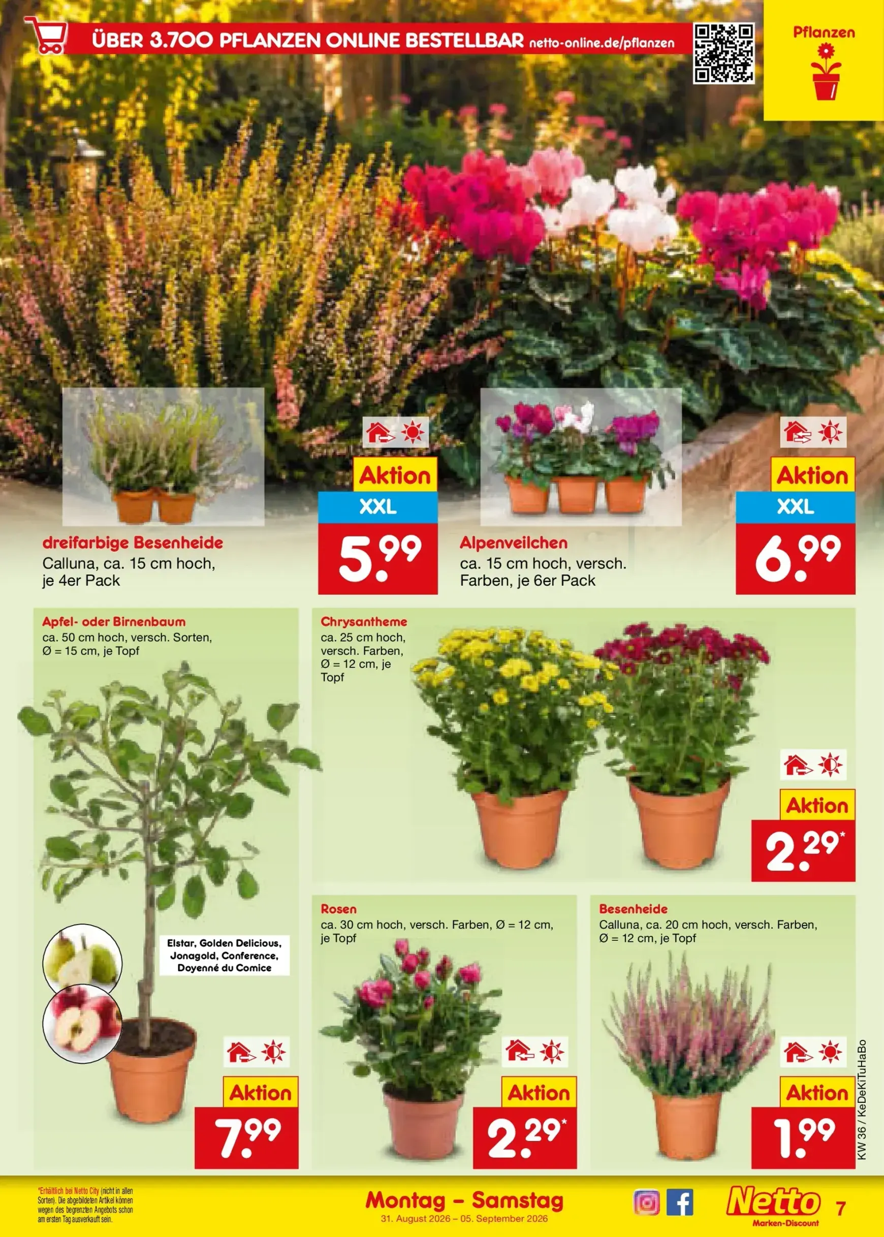 Netto Marken Discount Prospekt – von Montag 31.08.2026 bis Samstag 05.09.2026 von 31. August bis 5. September 2026 - Prospekt seite 10