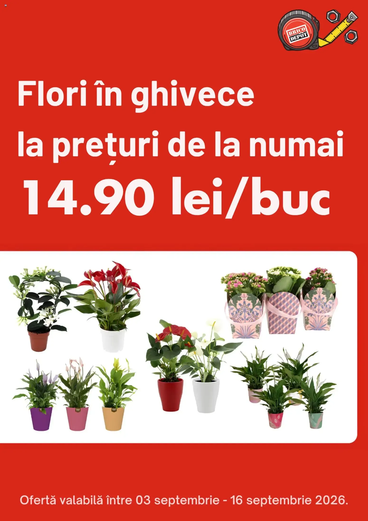 Catalog Flori în ghivece la prețuri de la numai 14.90 lei/buc de la 3 septembrie până la 16 septembrie 2026 - Revista Pagina 1