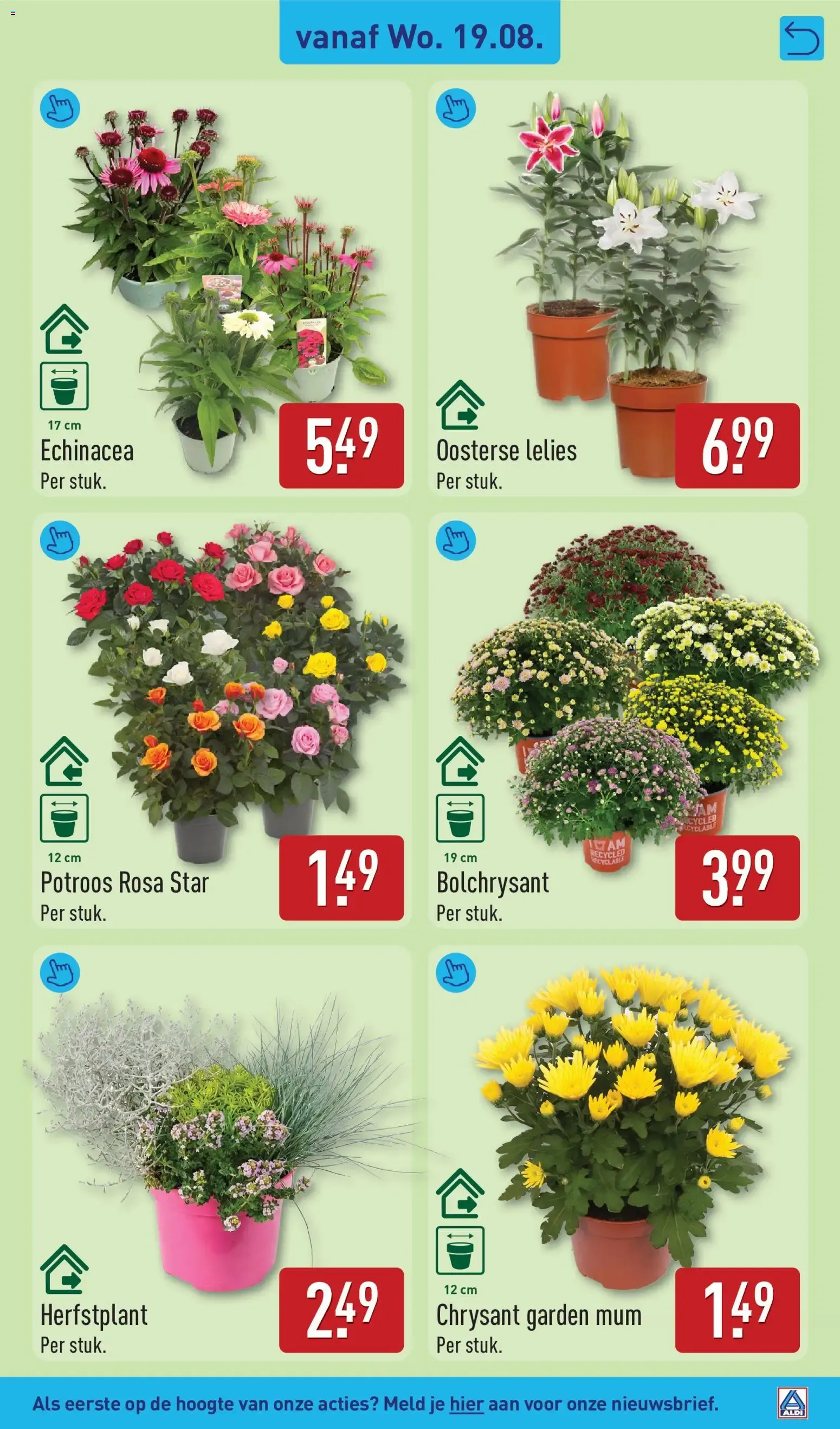 Aldi folder vanaf 17-08-2026 (volgende, deze week) van 17 augustus tot 23 augustus 2026 - Folder pagina 31
