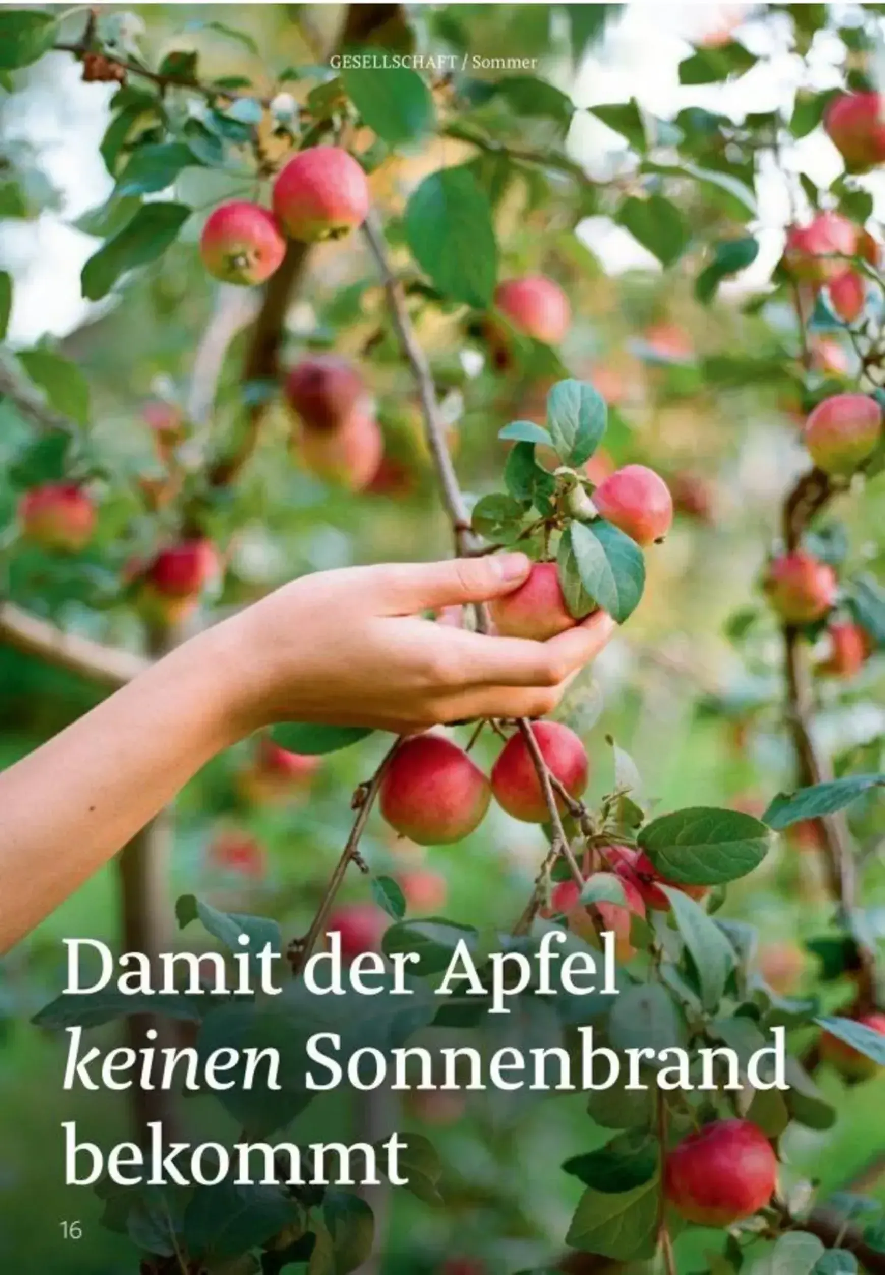Centaur Magazin (Rossmann) von 1. August bis 31. August 2026 - Prospekt seite 17
