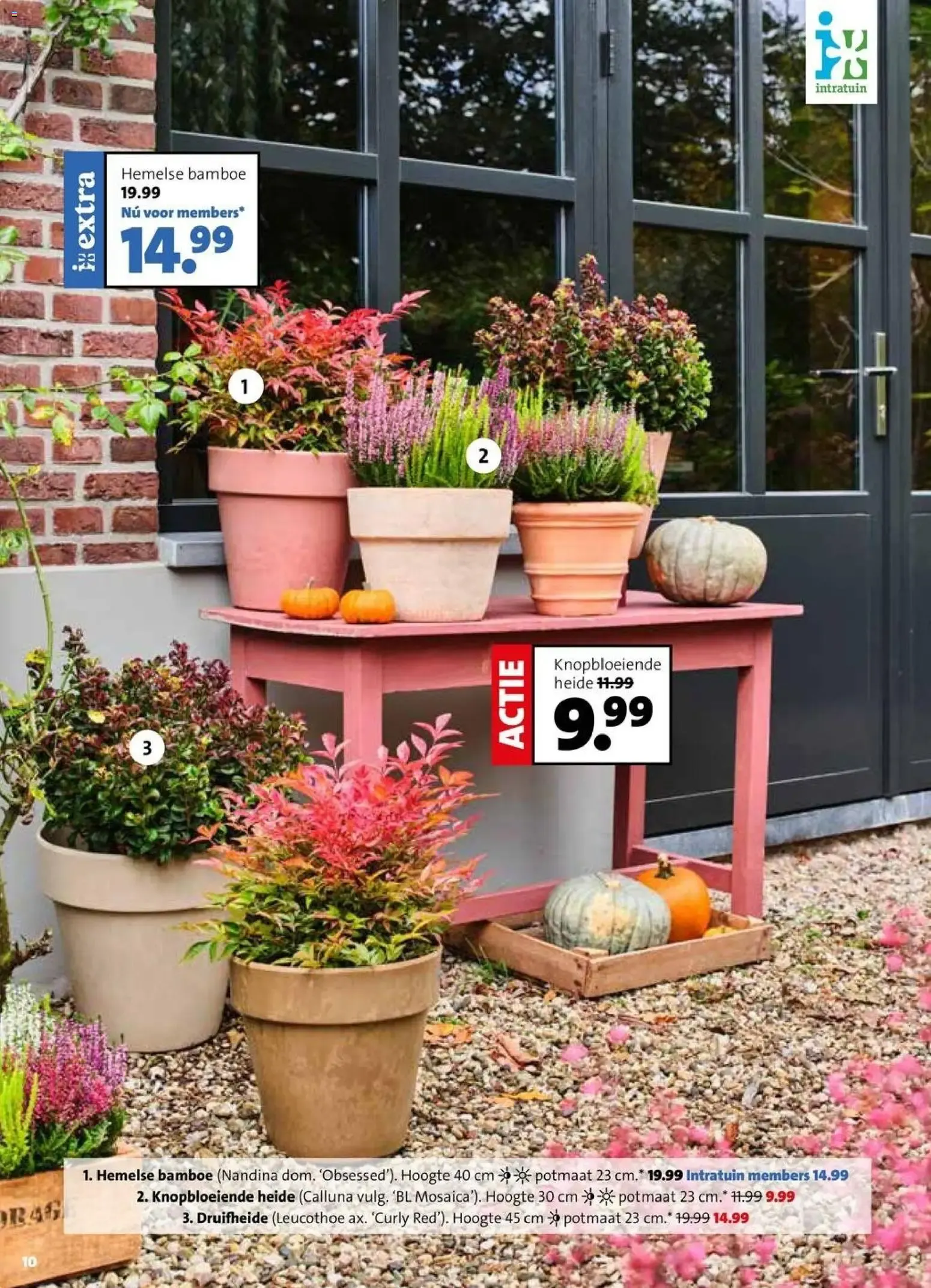 Intratuin: Feest voor ieder beest! Krabpalen 25% korting van 28 september tot 4 oktober 2026 - Folder pagina 6