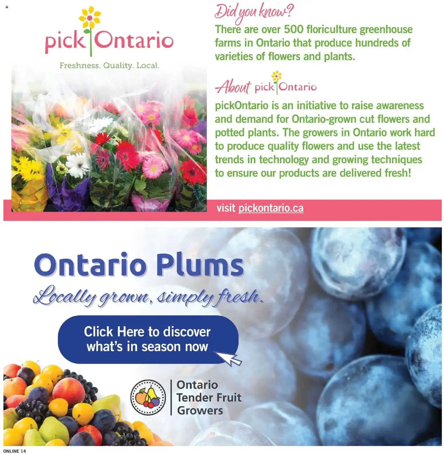 Fortinos weekly flyer / circulaire from Aug 13, 2026 > weekly specials & deals from August 13 to August 19 2026 - flyer page 13