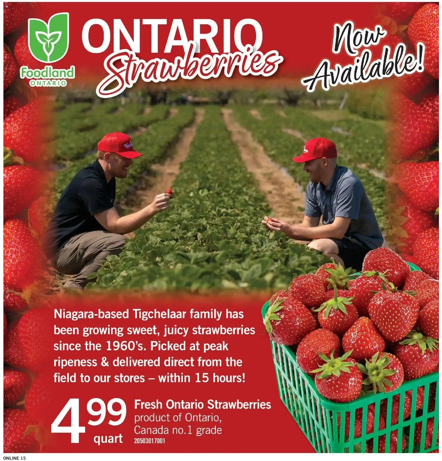 Fortinos weekly flyer / circulaire from Jun 11, 2026 > weekly specials & deals from June 11 to June 17 2026 - flyer page 15