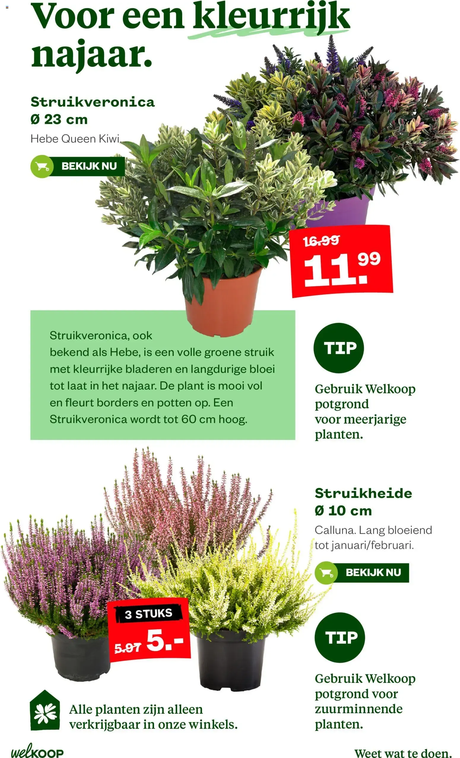 Welkoop Pallet voordeel van 24 augustus tot 6 september 2026 - Folder pagina 12