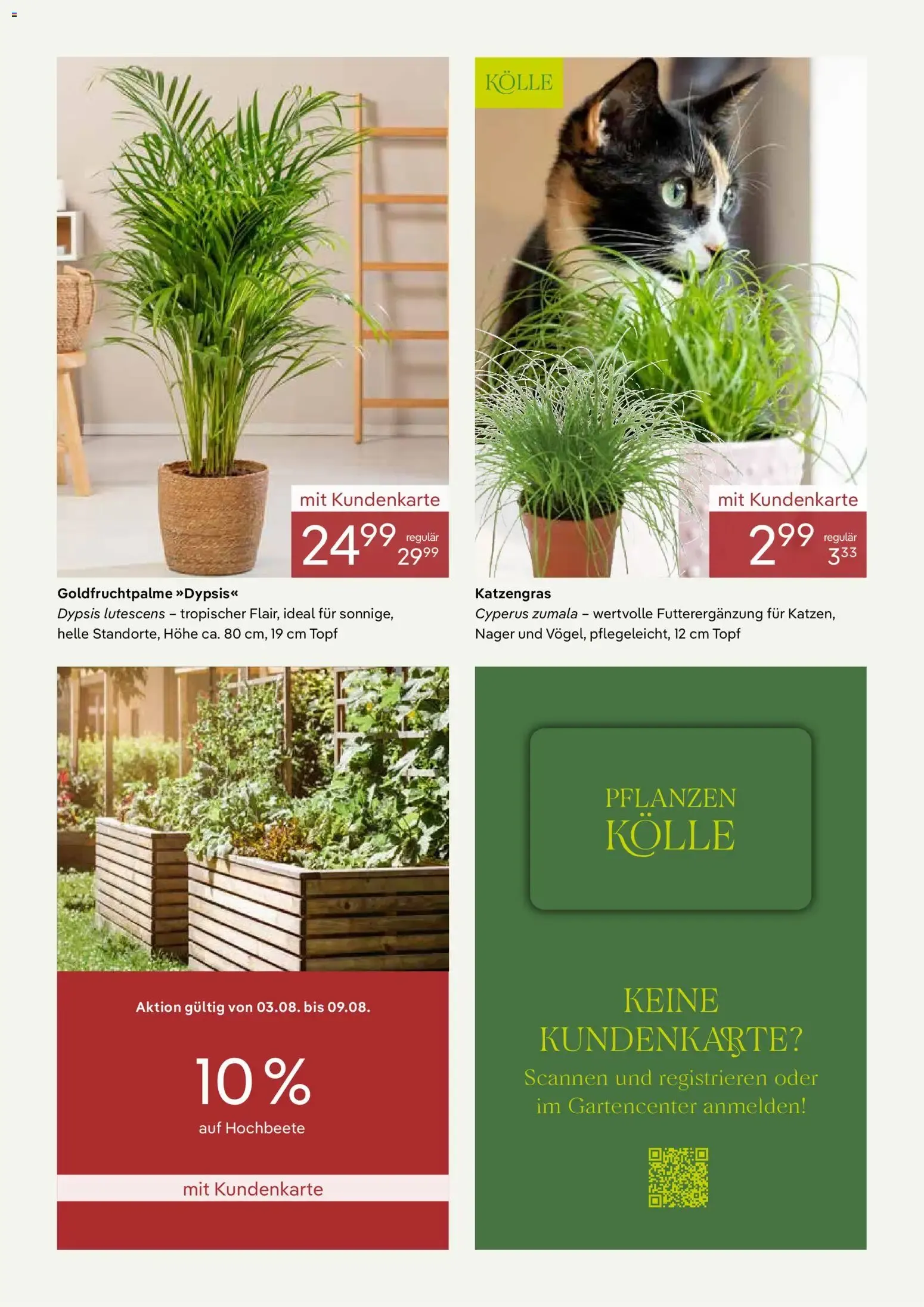 Pflanzen Kölle - Sommerliche Angebote im August von 1. August bis 31. August 2026 - Prospekt seite 3
