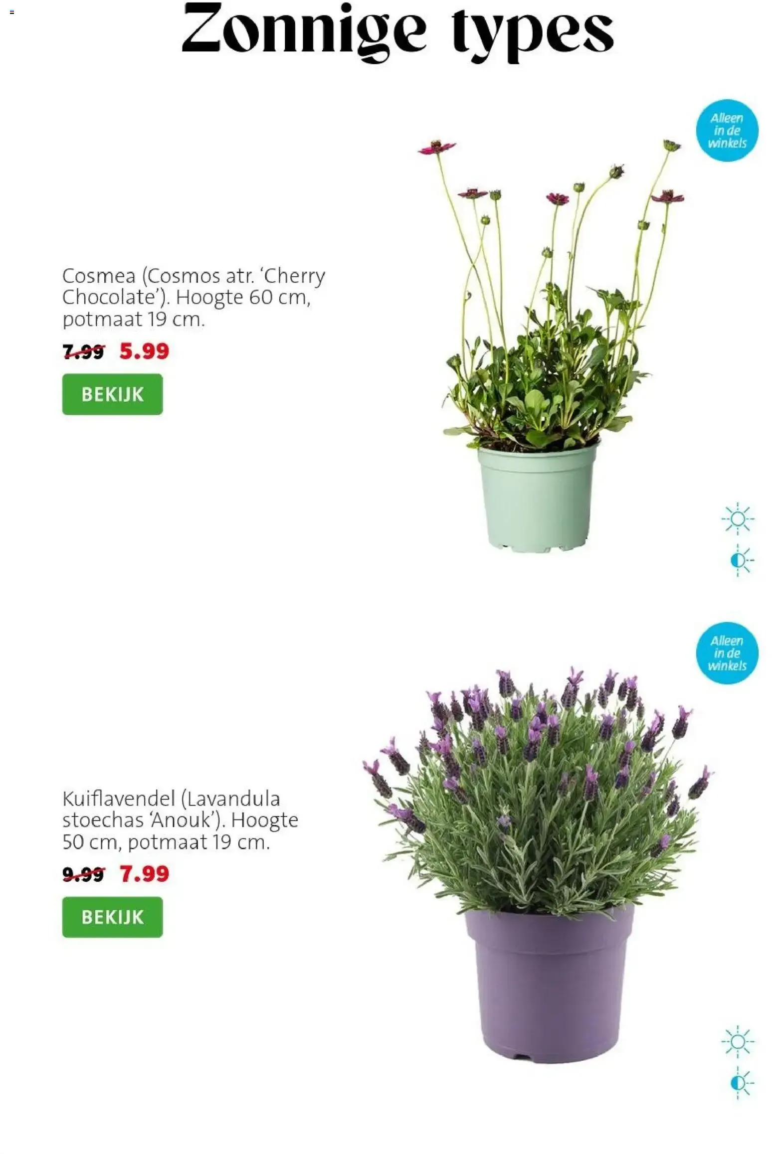 Intratuin Hitteproof - Blauw Schapengras van 13 juli tot 19 juli 2026 - Folder pagina 2