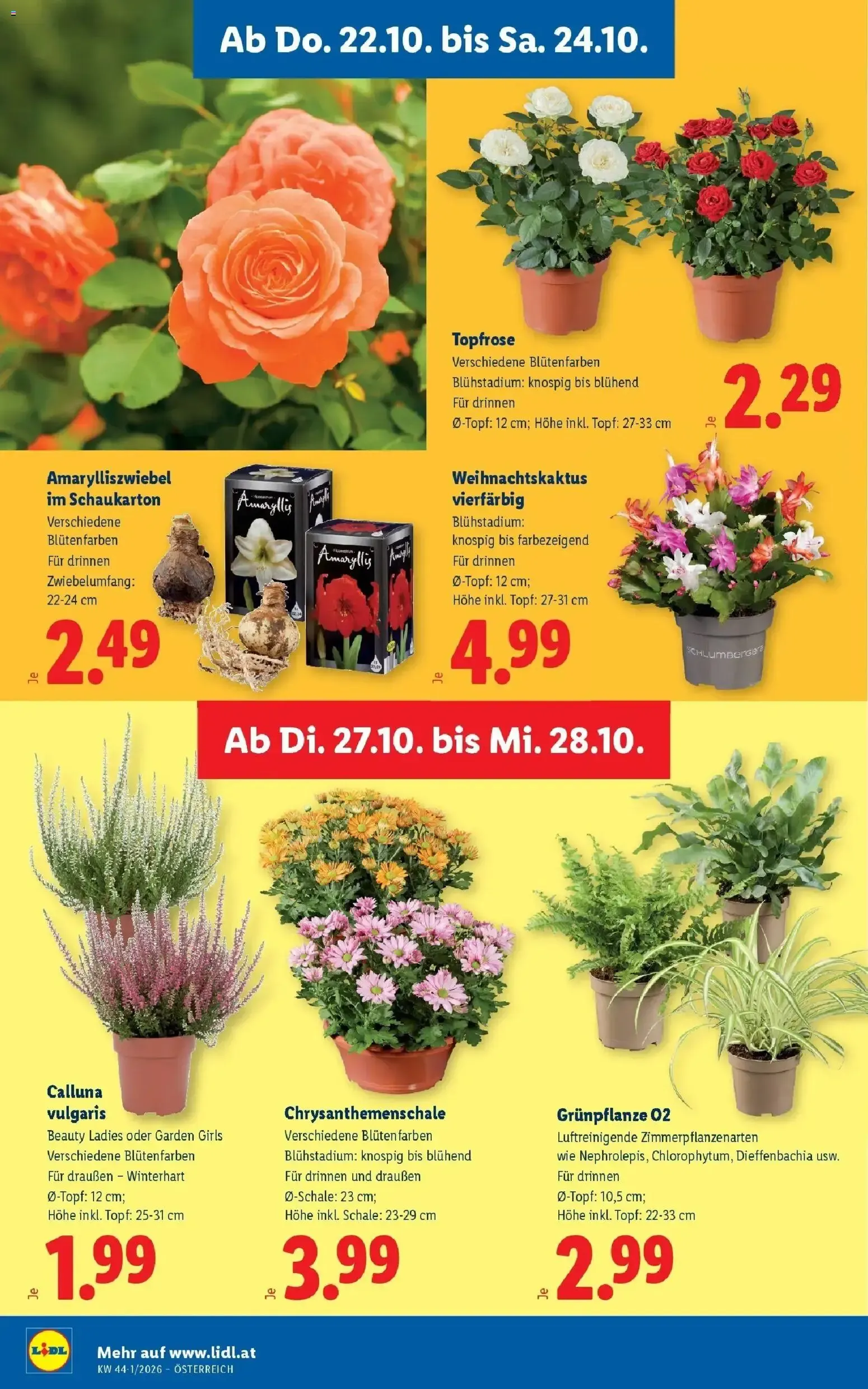 Lidl Aktion von 22. Oktober bis 24. Oktober 2026 - Flugblätt seite 32