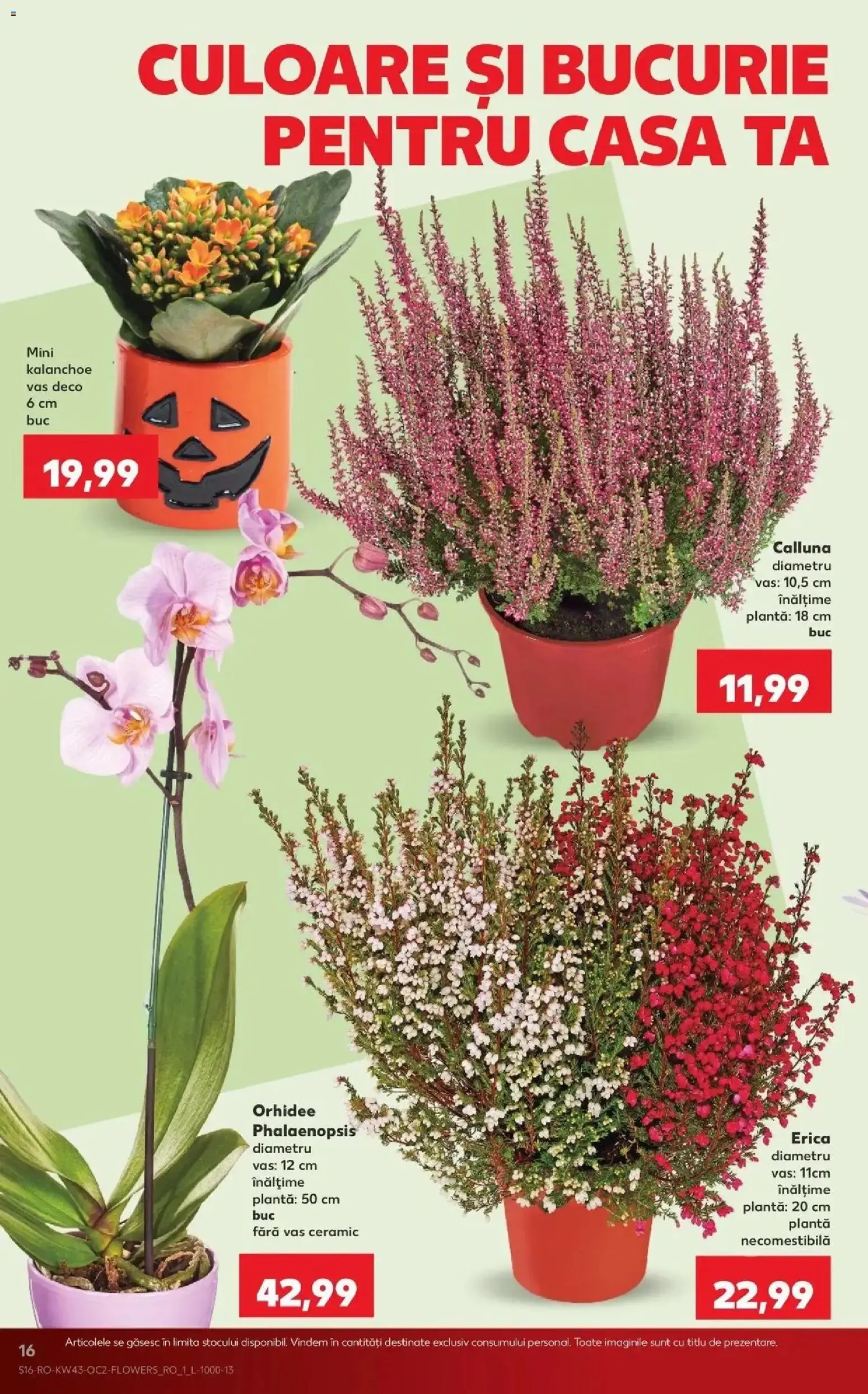 Catalog Kaufland București 21.10.2026 - Revista si Oferta de la 21 octombrie până la 27 octombrie 2026 - Revista Pagina 16