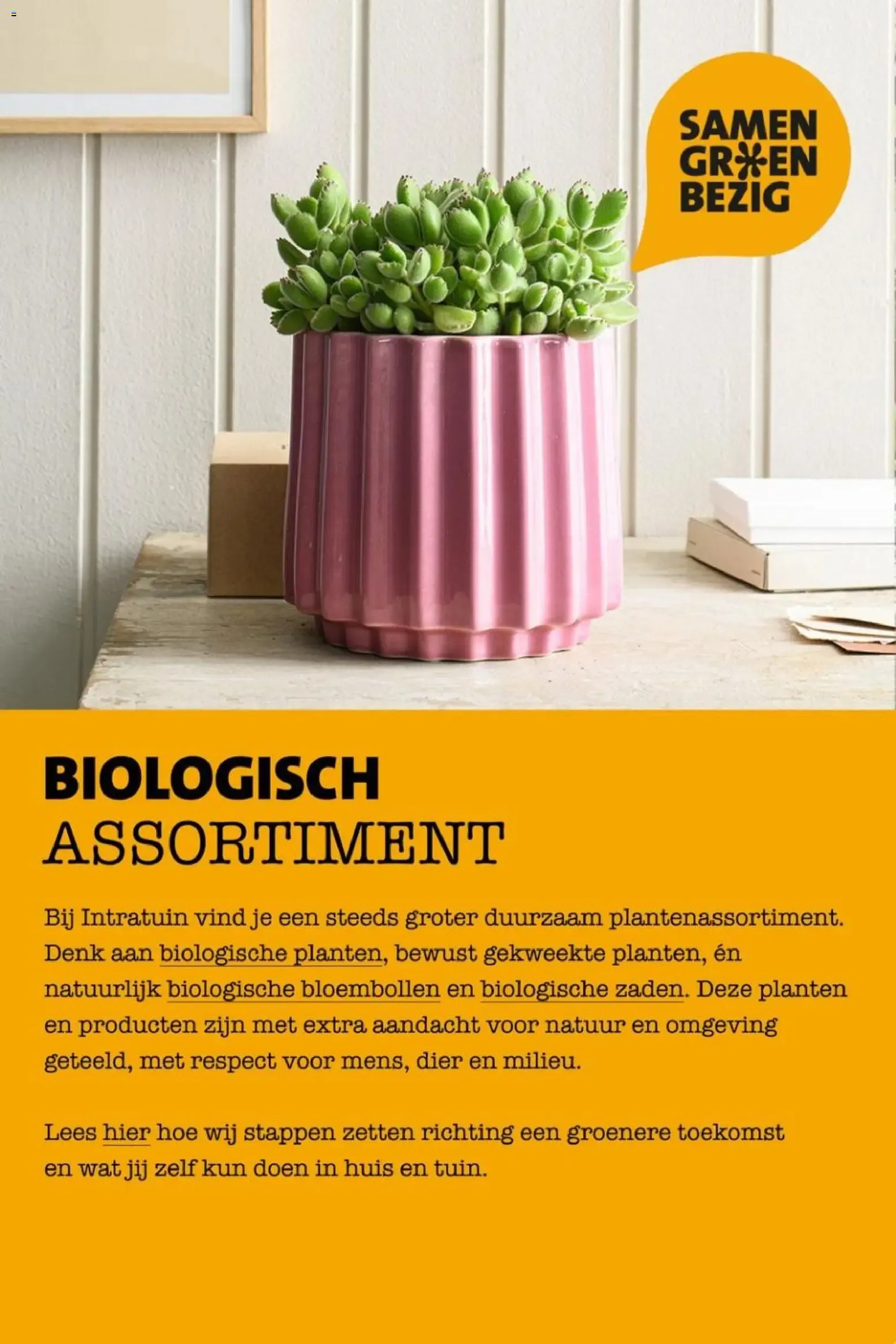 Intratuin Hitteproof - Blauw Schapengras van 13 juli tot 19 juli 2026 - Folder pagina 5