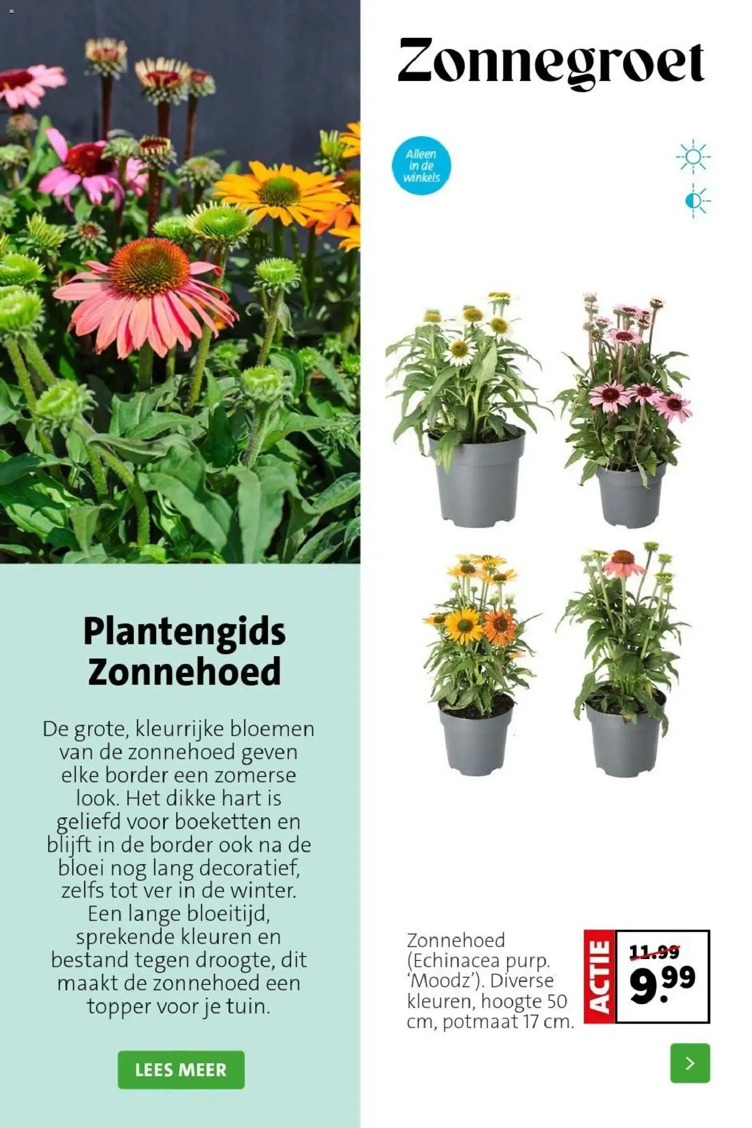 Intratuin: Laat de zomer beginnen! van 22 juni tot 28 juni 2026 - Folder pagina 3