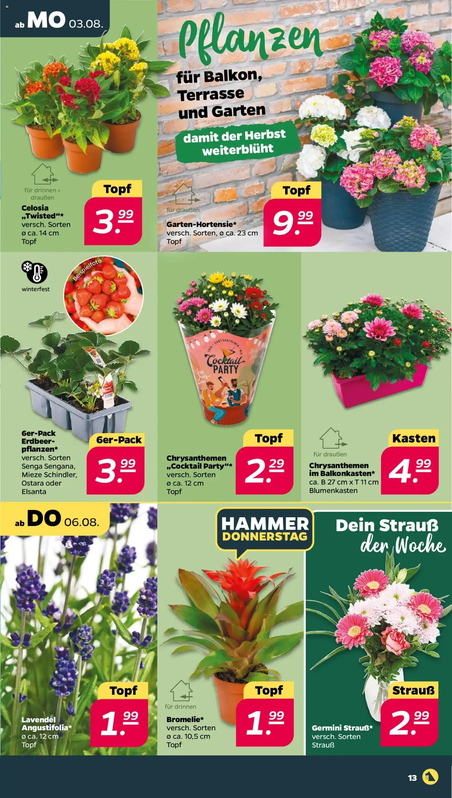 Netto von 3. August bis 8. August 2026 - Prospekt seite 15
