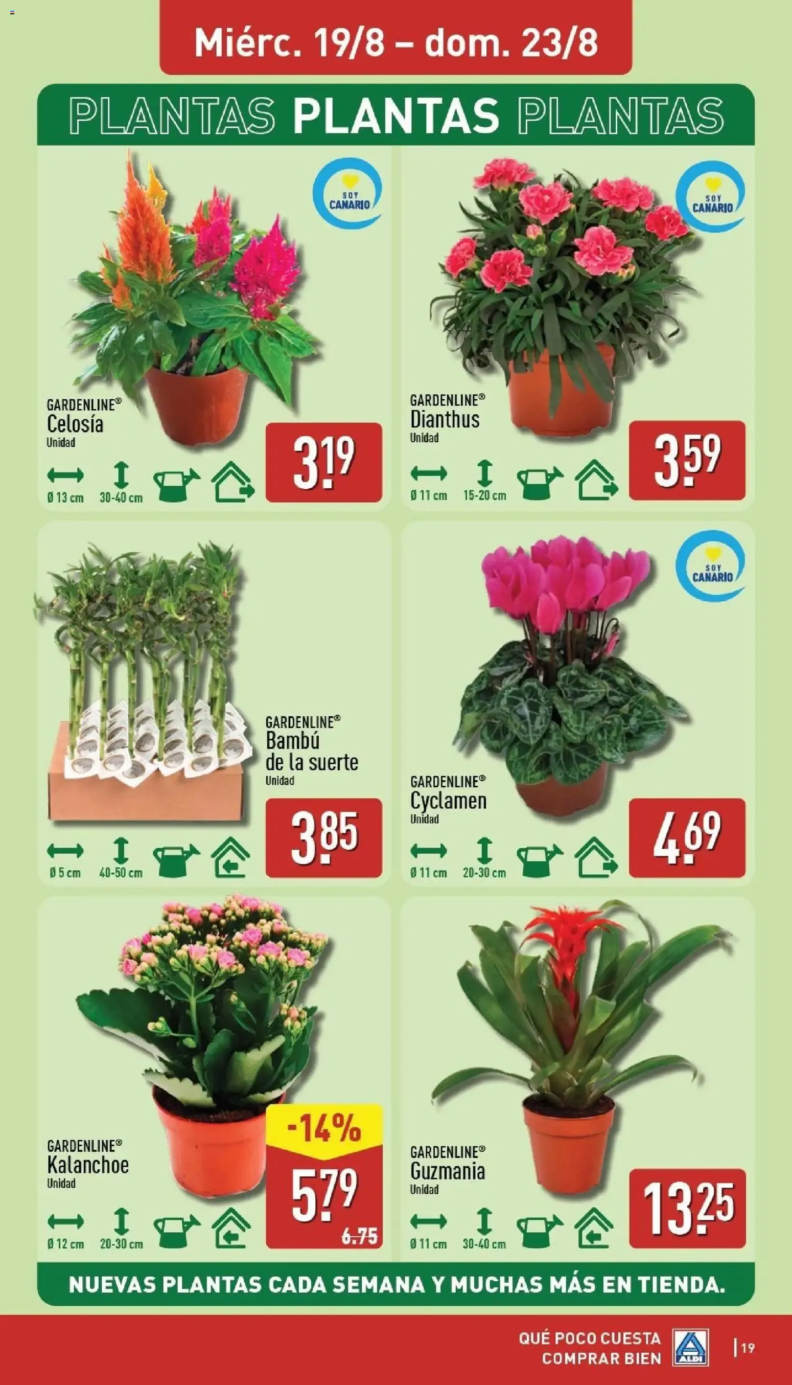 Catálogo de Aldi: Frescura a precios para tirarse a la piscina 17 de agosto al 23 de agosto 2026 - Página 19