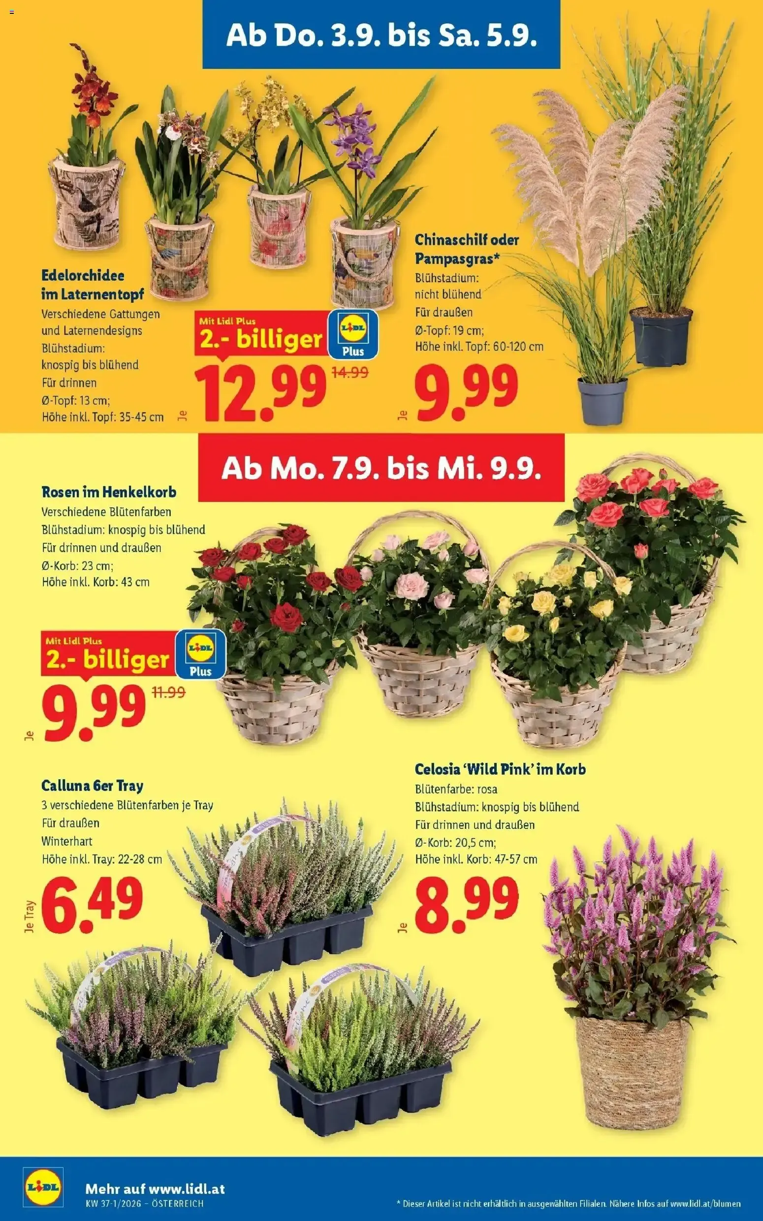 Lidl Ofertas del 03.09 al 05.09 von 3. September bis 5. September 2026 - Flugblätt seite 28