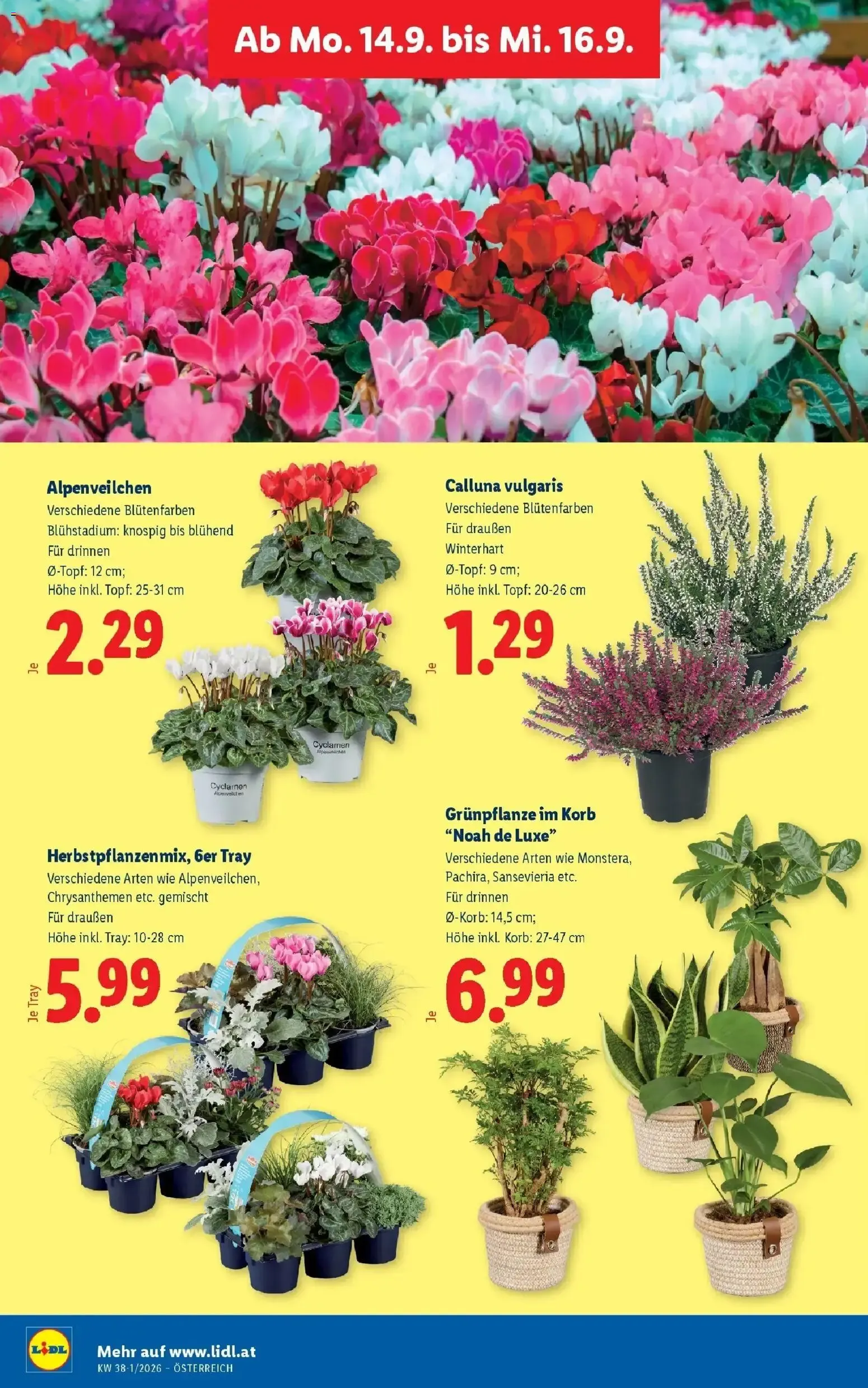 Lidl Aktion von 10. September bis 12. September 2026 - Flugblätt seite 31
