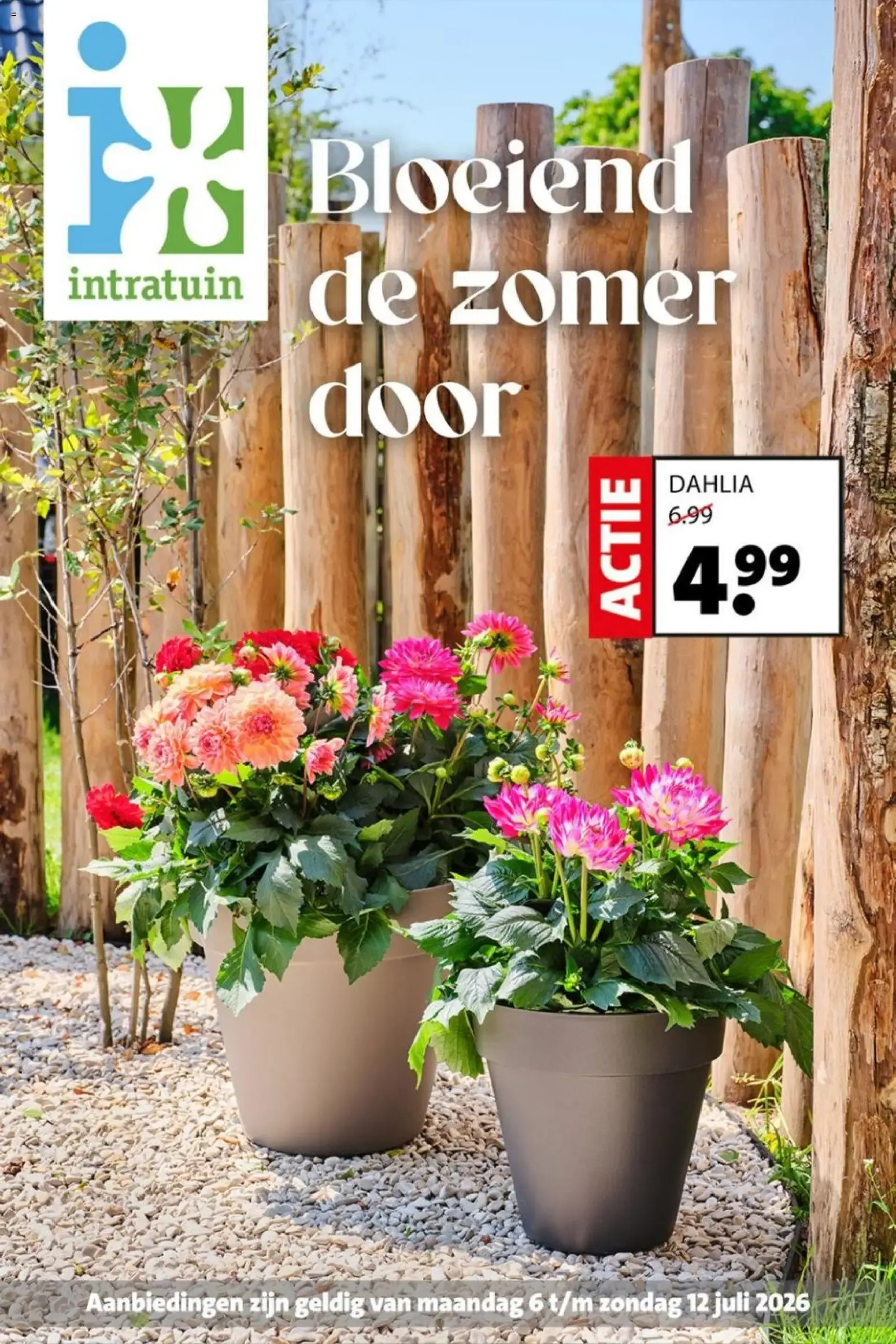 Bloeiend de zomer door
