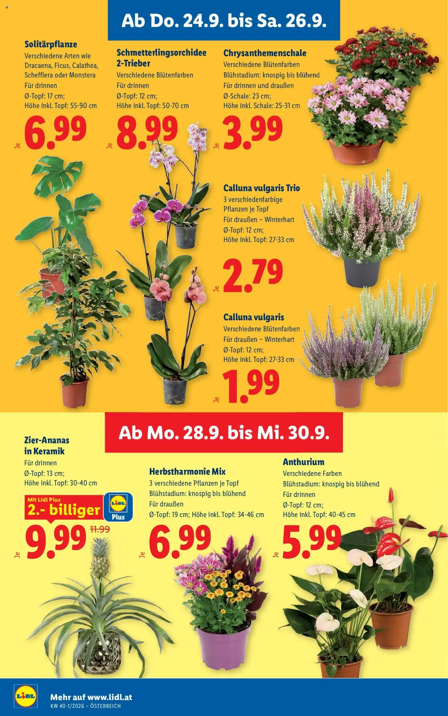 Lidl Aktion von 24. September bis 26. September 2026 - Flugblätt seite  28