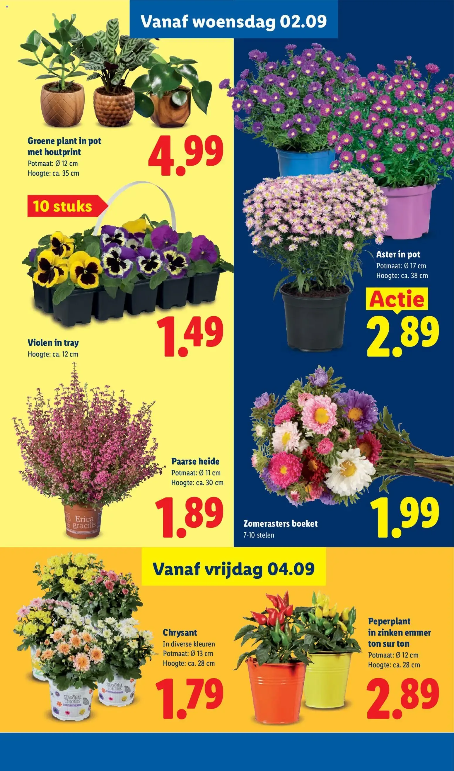 Lidl folder: Spaar voor gratis Lidl Tuintjes van 31 augustus tot 6 september 2026 - Folder pagina 42