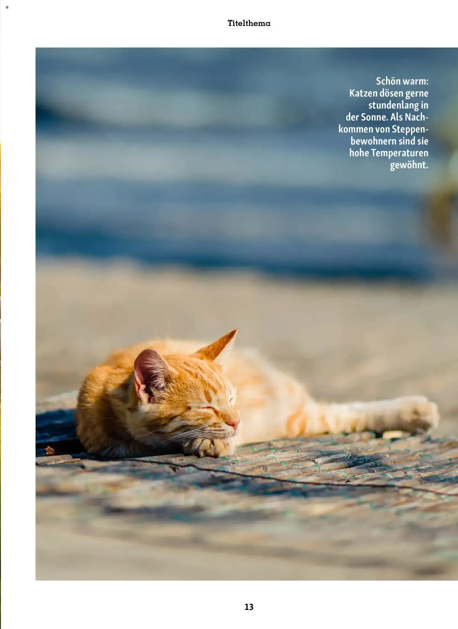 FRESSNAPF Friends - Europas größtes Haustier-Magazin von 1. Juli bis 31. August 2026 - Prospekt seite 13