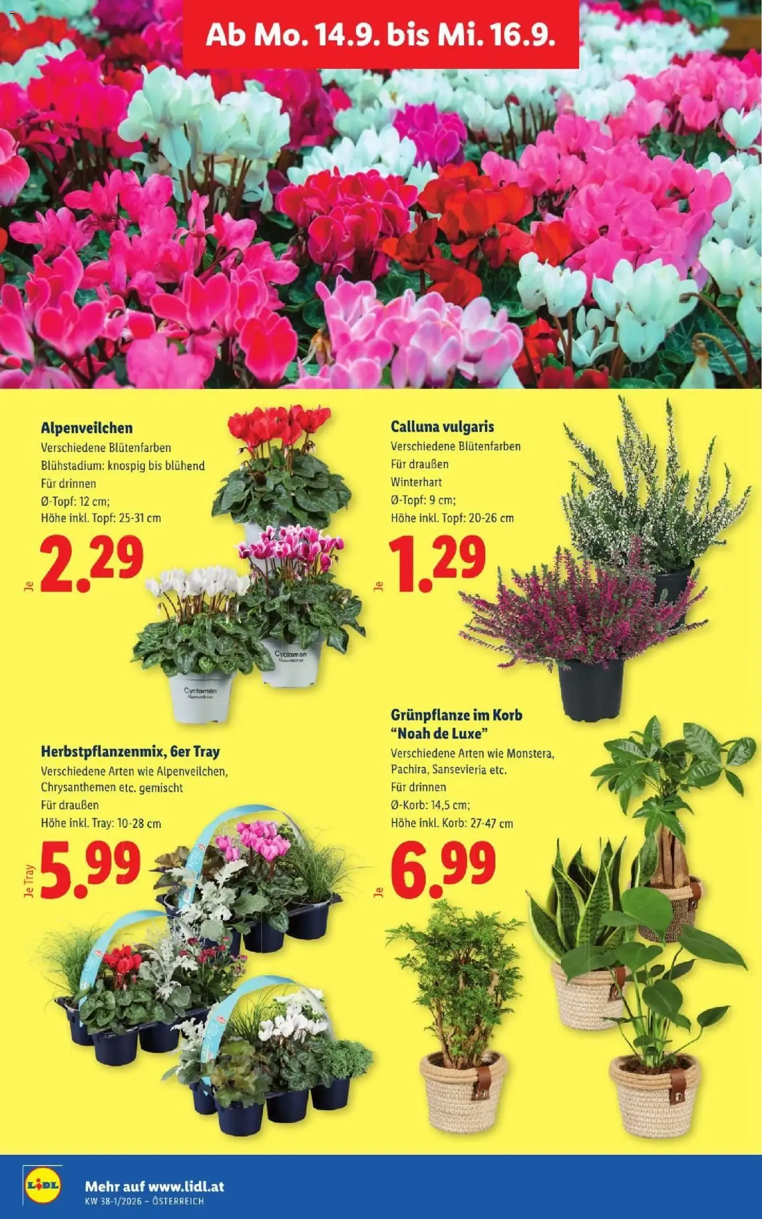 Lidl - Flugblatt ab 10.09.2026 - Angebote ab donnerstag von 10. September bis 12. September 2026 - Flugblätt seite  31