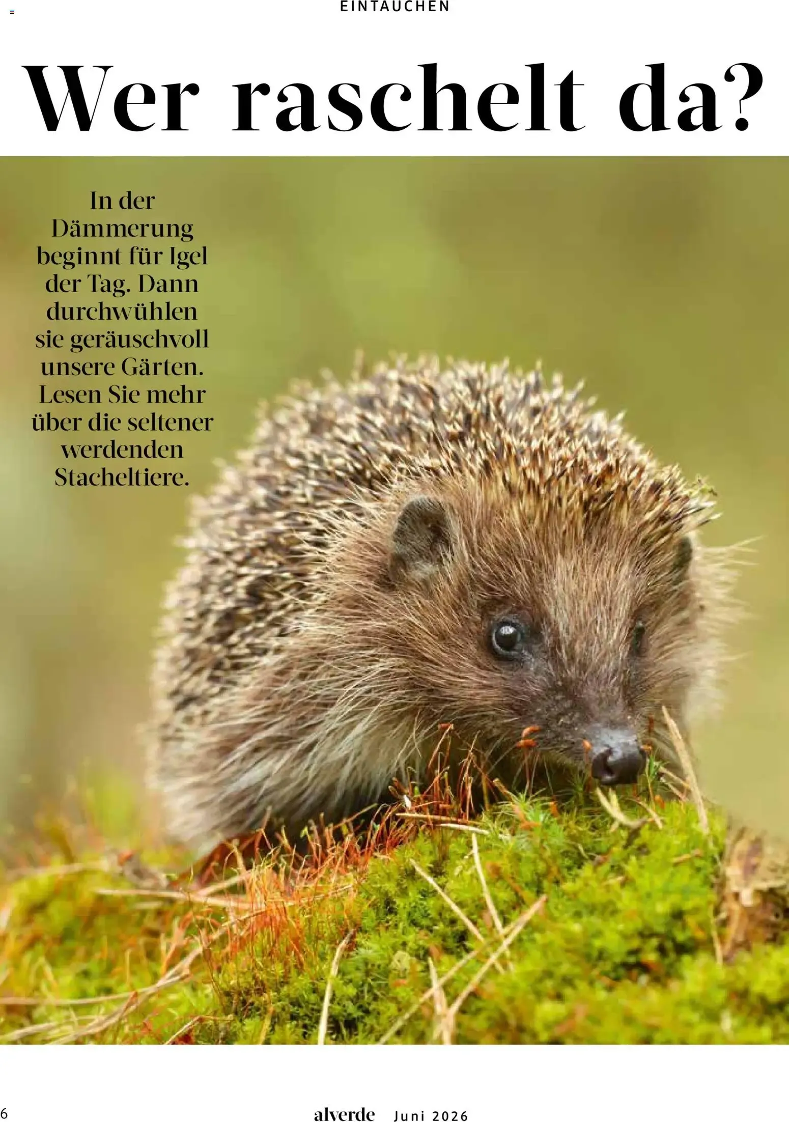 dm Magazin alverde von 1. Juni bis 30. Juni 2026 - Prospekt seite 6