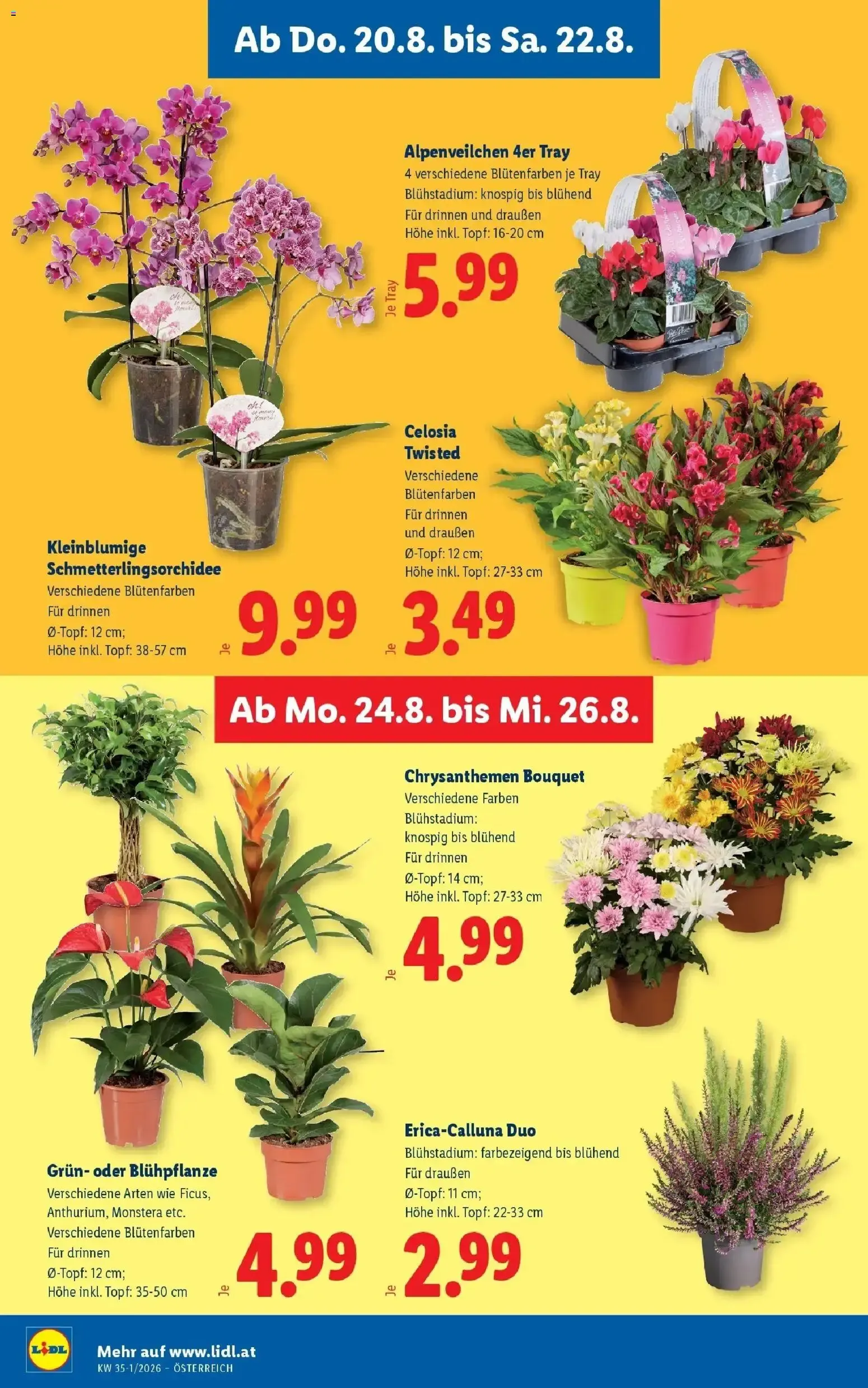 Lidl Plus - Österreichs günstigste Preise von 20. August bis 22. August 2026 - Flugblätt seite  30
