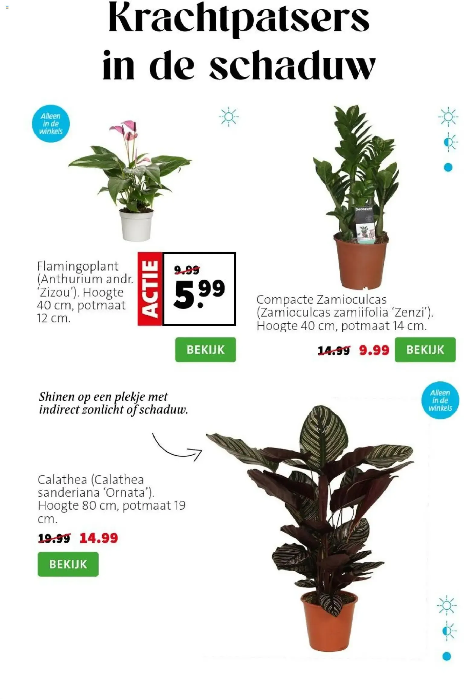 Bloemen met flair van 7 september tot 13 september 2026 - Folder pagina 2