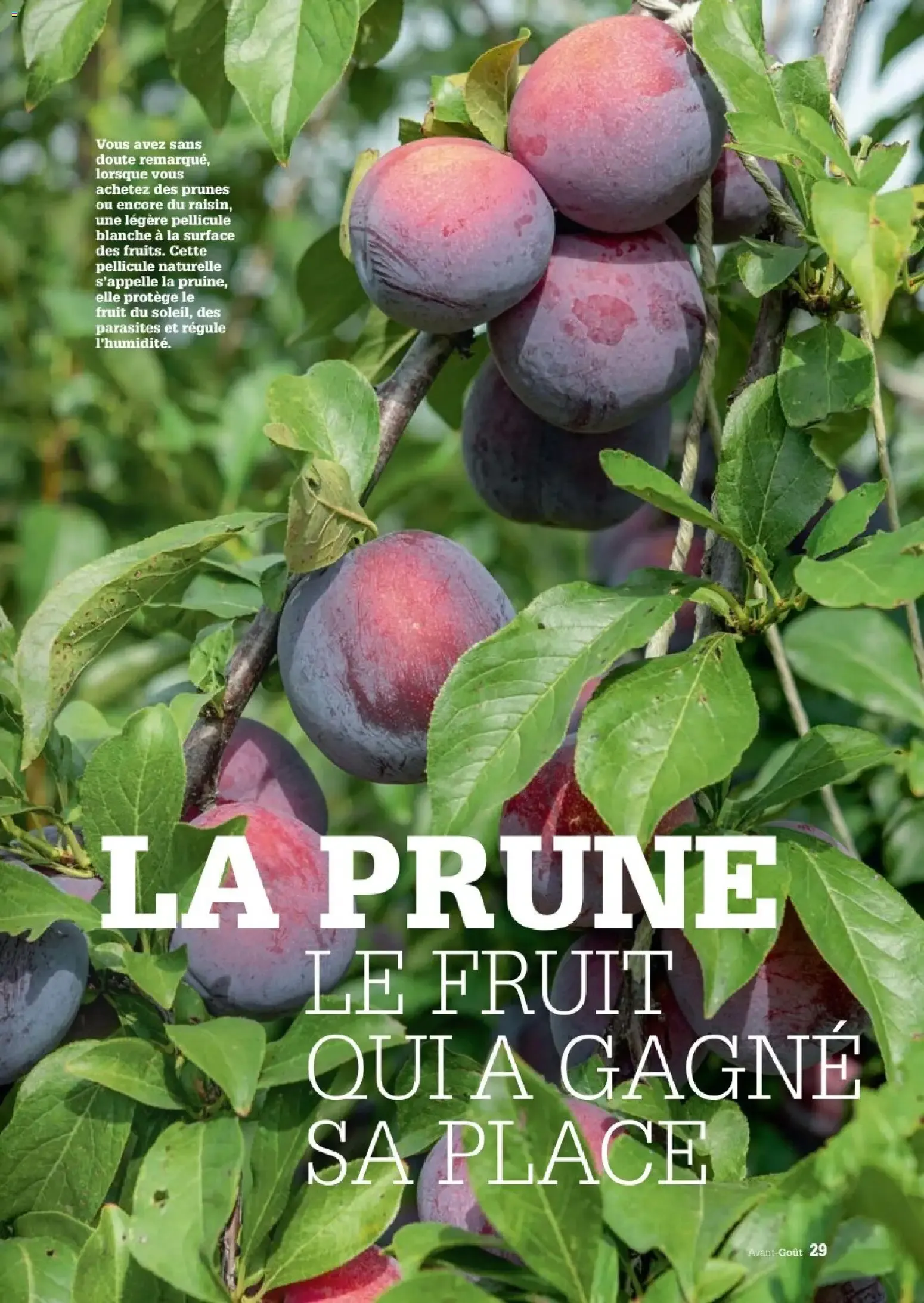 Avant-Gout Grand Frais - Été 2026 du 30 septembre au 31 octobre 2026 - Catalogue page 29