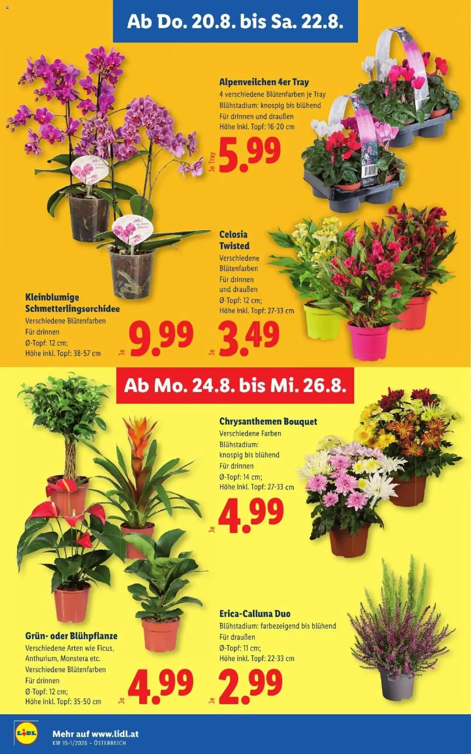 Mit Lidl Plus Österreichs günstigste Preise von 20. August bis 22. August 2026 - Flugblätt seite  29
