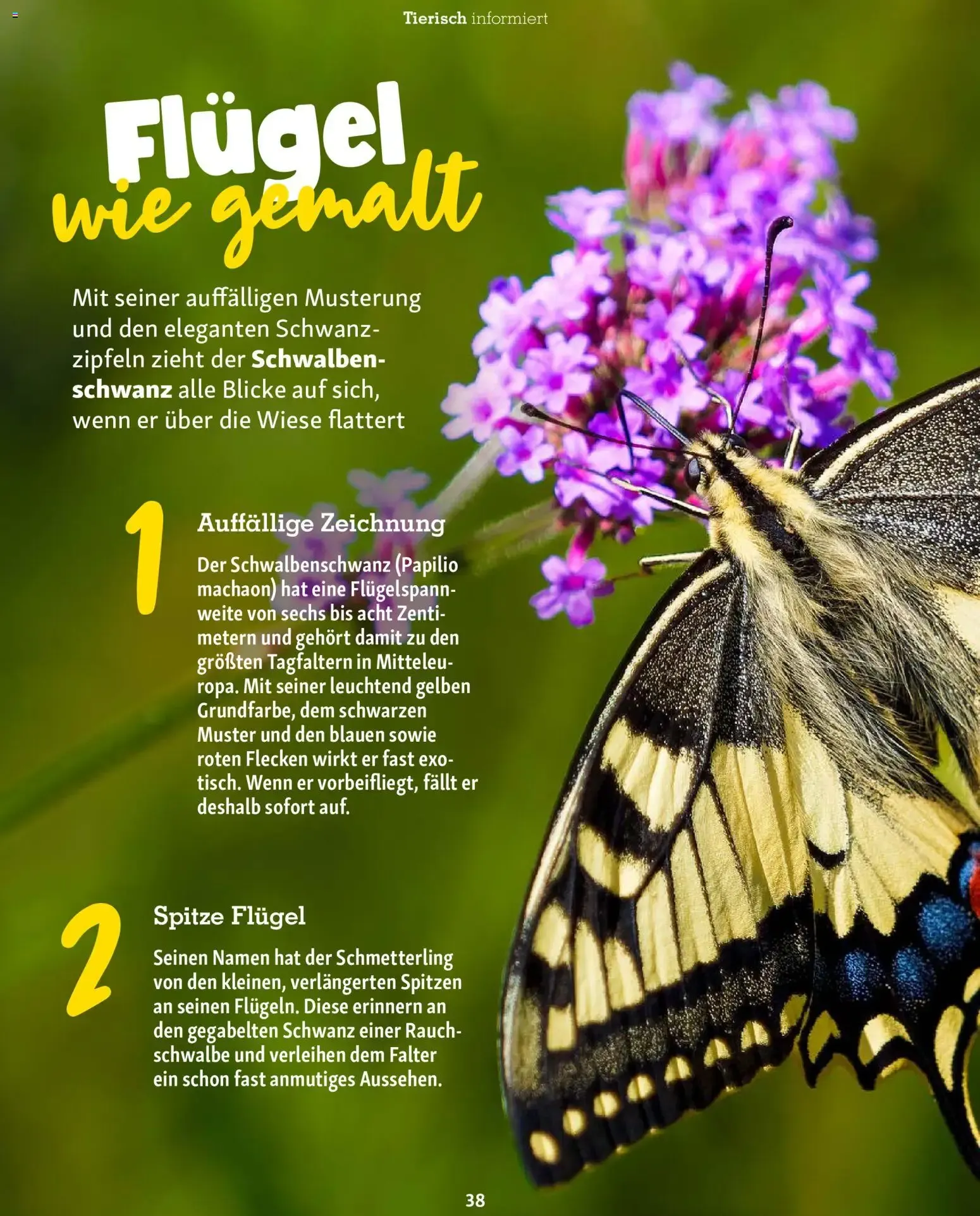 FRESSNAPF Friends - Europas größtes Haustier-Magazin von 1. Juli bis 31. August 2026 - Prospekt seite 38