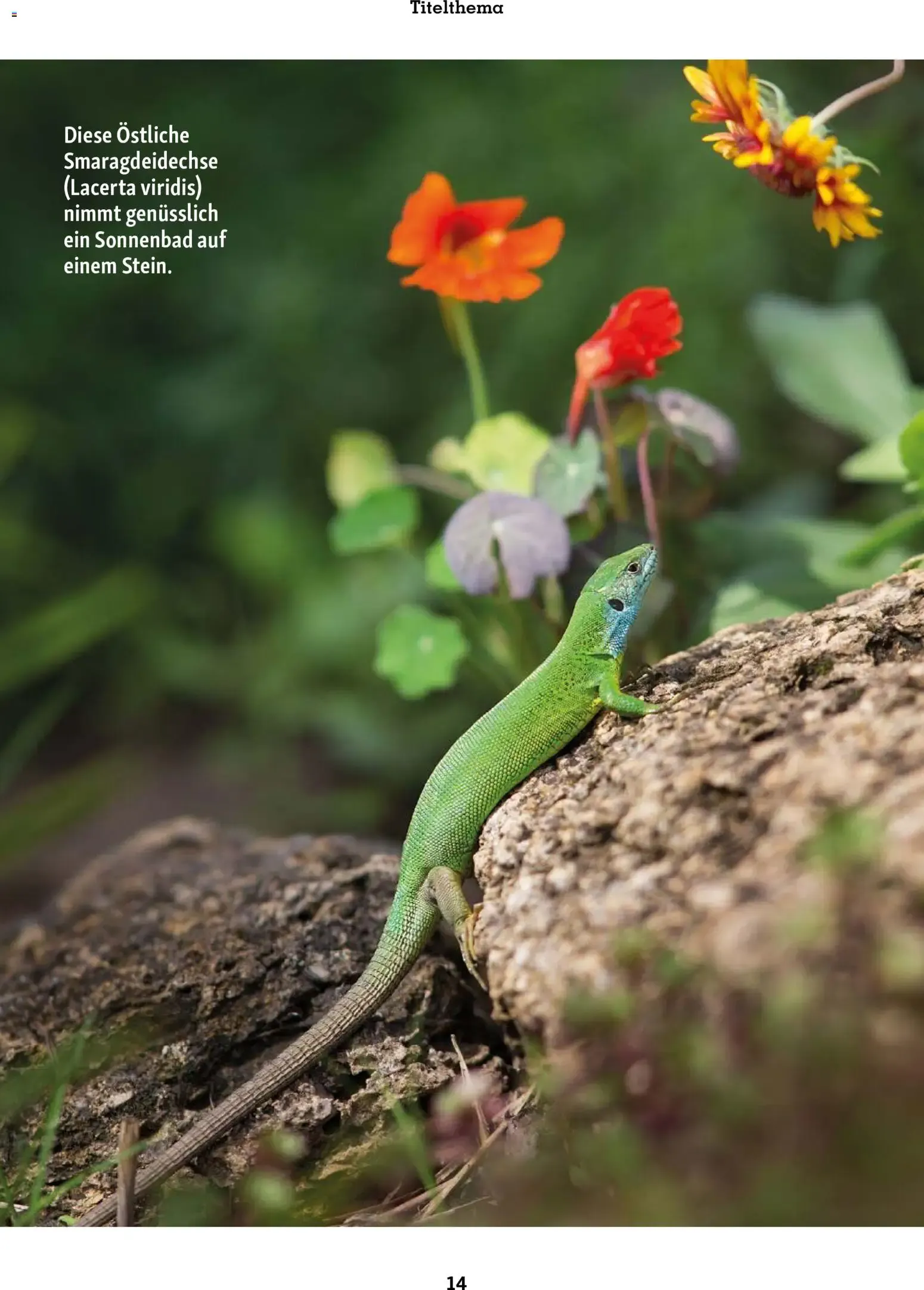 FRESSNAPF Friends - Europas größtes Haustier-Magazin von 1. Juli bis 31. August 2026 - Prospekt seite 14