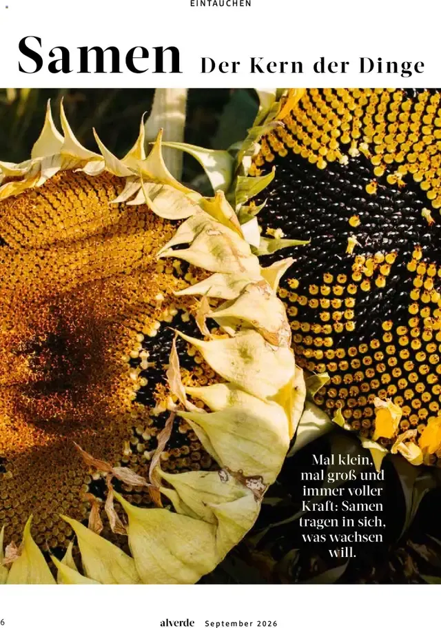 dm Magazin alverde von 1. September bis 30. September 2026 - Prospekt seite 6