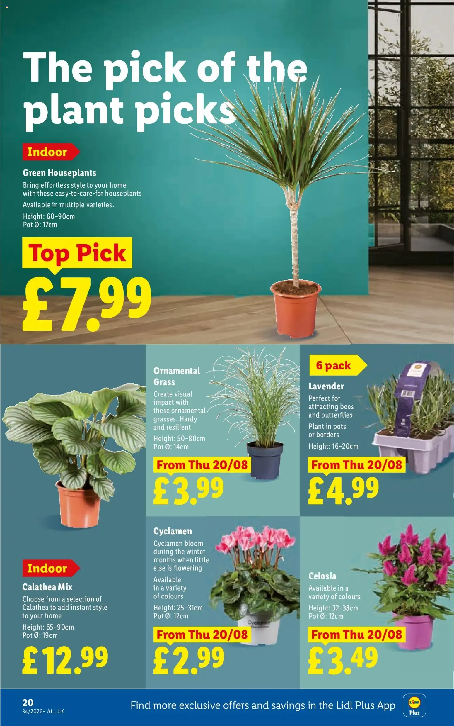 Weekly offers Lidl Scotland (20/08/2026 - 26/08/2026) - Offers Online from 20 August to 26 August 2026 - Catalogue Page 22
