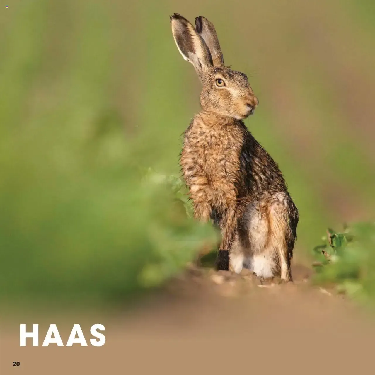 HANOS WILD VAN HET NAJAAR van 5 oktober tot 12 september 2026 - Folder pagina 20