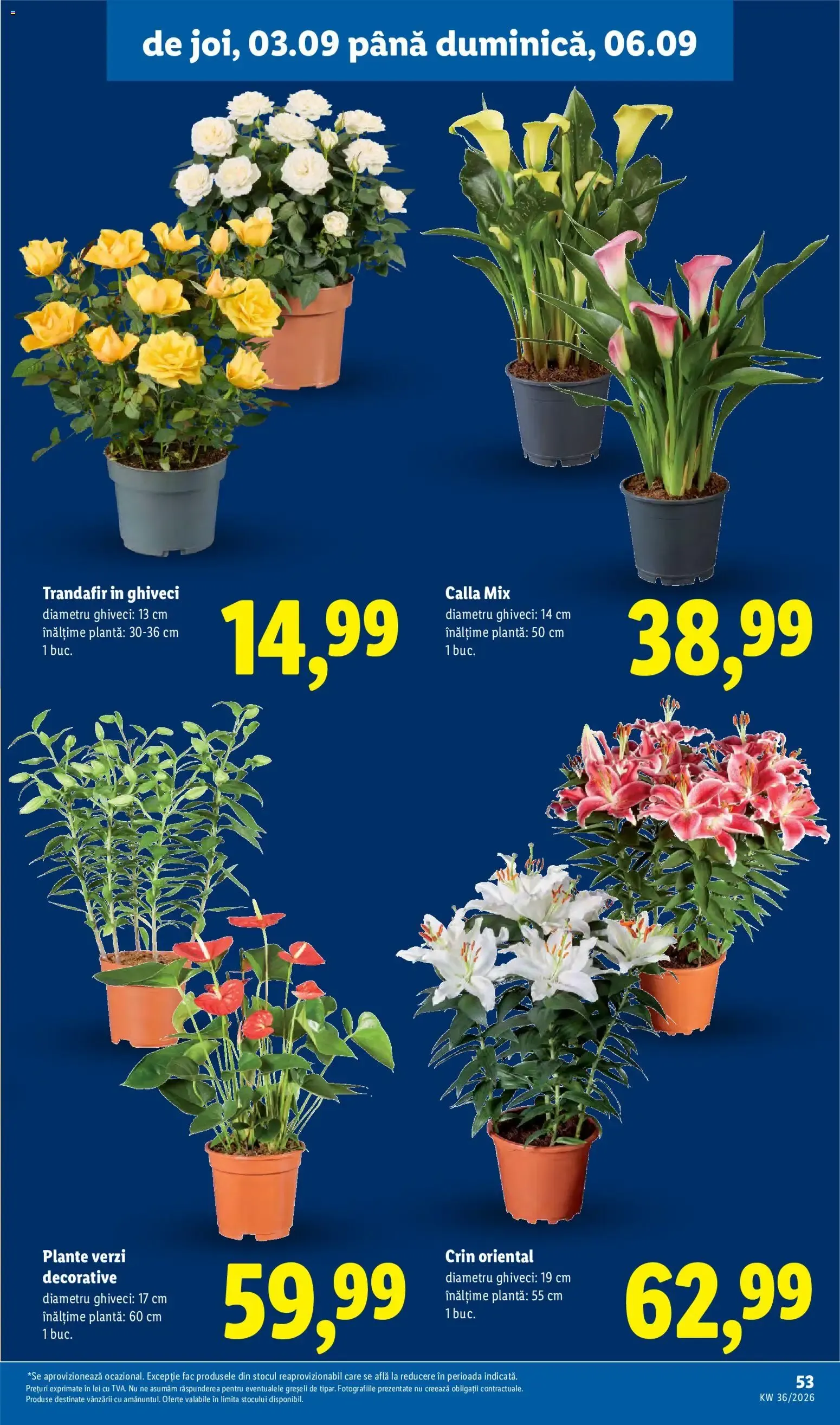 Catalog Catalog LIDL 31.08.2026 - Oferta și Revista online de la 31 august până la 6 septembrie 2026 - Revista Pagina 53